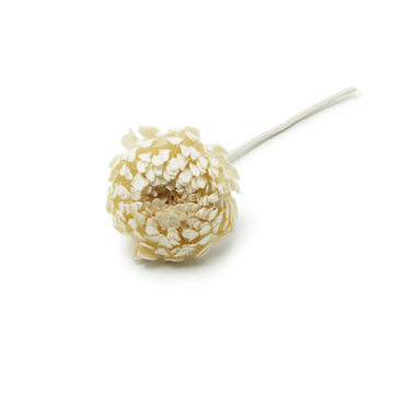 Figment Sola Flower - Chrysanthemum